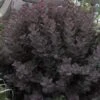 Winecraft Black Smokebush (Cotinus Coggygria) - 3 Gallon Pot 2 Winecraft Black Smokebush (Cotinus Coggygria) - 3 Gallon Pot -SHRUBS and BUSHES Shop Smokebush Winecraft Black 4