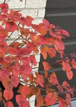 Winecraft Black Smokebush (Cotinus Coggygria) - 3 Gallon Pot -SHRUBS and BUSHES Shop Smokebush Winecraft Black 5