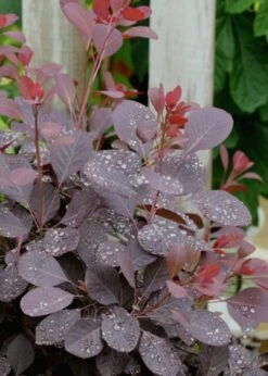 Winecraft Black Smokebush (Cotinus Coggygria) - 3 Gallon Pot -SHRUBS and BUSHES Shop Smokebush Winecraft Black 6