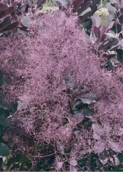 Winecraft Black Smokebush (Cotinus Coggygria) - 3 Gallon Pot -SHRUBS and BUSHES Shop Smokebush Winecraft Black 9