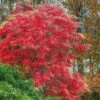 Sourwood Tree (Oxydendrum Arboreum) - 7 Gallon Pot (4-5') -SHRUBS and BUSHES Shop Sourwood Tree 14