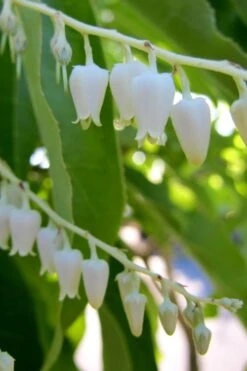 Sourwood Tree (Oxydendrum Arboreum) - 7 Gallon Pot (4-5') 14 Sourwood Tree (Oxydendrum Arboreum) - 7 Gallon Pot (4-5') -SHRUBS and BUSHES Shop Sourwood Tree 18