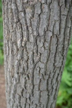 Sourwood Tree (Oxydendrum Arboreum) - 7 Gallon Pot (4-5') 17 Sourwood Tree (Oxydendrum Arboreum) - 7 Gallon Pot (4-5') -SHRUBS and BUSHES Shop Sourwood Tree 20