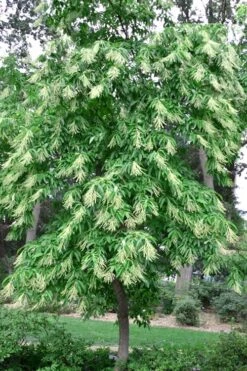 Sourwood Tree (Oxydendrum Arboreum) - 7 Gallon Pot (4-5') 15 Sourwood Tree (Oxydendrum Arboreum) - 7 Gallon Pot (4-5') -SHRUBS and BUSHES Shop Sourwood Tree 22