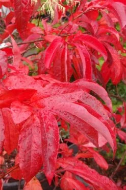 Sourwood Tree (Oxydendrum Arboreum) - 7 Gallon Pot (4-5') 13 Sourwood Tree (Oxydendrum Arboreum) - 7 Gallon Pot (4-5') -SHRUBS and BUSHES Shop Sourwood Tree 6