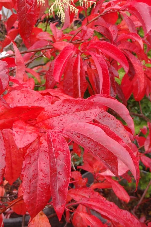 Sourwood Tree (Oxydendrum Arboreum) - 7 Gallon Pot (4-5') 6 Sourwood Tree (Oxydendrum Arboreum) - 7 Gallon Pot (4-5') - Image 4