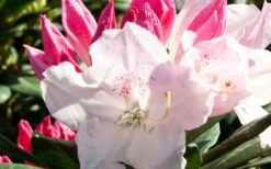 Southgate 'Grace' Rhododendron - 2 Gallon Pot -SHRUBS and BUSHES Shop Southgate Rhododendron Grace