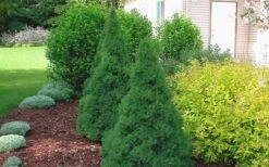 Dwarf Alberta Spruce - 3 Gallon Pot 14 Dwarf Alberta Spruce - 3 Gallon Pot -SHRUBS and BUSHES Shop Spruce Dwarf Alberta 2