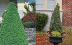 Dwarf Alberta Spruce - 2 Gallon Pot 13 Dwarf Alberta Spruce - 2 Gallon Pot -SHRUBS and BUSHES Shop Spruce Dwarf Alberta 3 1