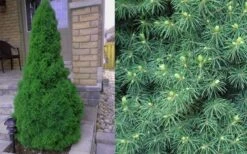 Dwarf Alberta Spruce - 3 Gallon Pot 12 Dwarf Alberta Spruce - 3 Gallon Pot -SHRUBS and BUSHES Shop Spruce Dwarf Alberta 4