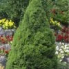 Dwarf Alberta Spruce - 3 Gallon Pot 2 Dwarf Alberta Spruce - 3 Gallon Pot -SHRUBS and BUSHES Shop Spruce Dwarf Alberta Picea 500x750 1