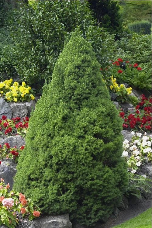 Dwarf Alberta Spruce - 2 Gallon Pot 3 Dwarf Alberta Spruce - 2 Gallon Pot