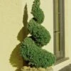 Spiral Dwarf Alberta Spruce Topiary - 5 Gallon Pot -SHRUBS and BUSHES Shop Spruce Dwarf Alberta Spiral Topiary 500x750 4