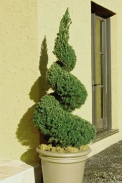 Spiral Dwarf Alberta Spruce Topiary - 5 Gallon Pot