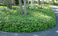 Creeping St Johns Wort - Hypericum Calycinum - 18 Pack Of Pint Pots -SHRUBS and BUSHES Shop St Johns Wort 1