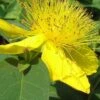 Creeping St Johns Wort - Hypericum Calycinum - 18 Pack Of Pint Pots -SHRUBS and BUSHES Shop St Johns Wort Creeping