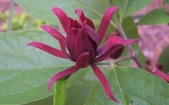 Sweetshrub (Carolina Allspice) - Calycanthus Floridus - 5 Gallon Pot -SHRUBS and BUSHES Shop Sweet Shrub