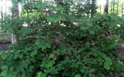 Sweetshrub (Carolina Allspice) - Calycanthus Floridus - 5 Gallon Pot -SHRUBS and BUSHES Shop Sweetshrub