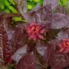 Burgundy Spice Sweetshrub (Calycanthus ) - 1 Gallon Pot -SHRUBS and BUSHES Shop Sweetshrub Burgundy Spice 2