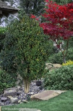 Apricot Echo Tea Olive - Osmanthus Fragrans Aurantiacus - 1 Gallon Pot -SHRUBS and BUSHES Shop Tea Olive Apricot Echo 12