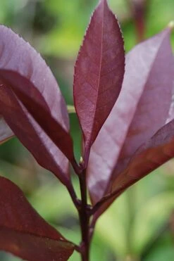 Apricot Echo Tea Olive - Osmanthus Fragrans Aurantiacus - 1 Gallon Pot -SHRUBS and BUSHES Shop Tea Olive Apricot Echo 4