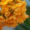 Fragrant Orange Tea Olive - Osmanthus Fragrans Aurantiacus - 1 Gallon Pot -SHRUBS and BUSHES Shop Tea Olive Fragrant Orange 500x750 1