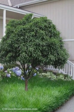 Fudingzhu Fragrant White Tea Olive (Osmanthus Fragrans) - 6 Pack Of 1 Gallon Pots 10 Fudingzhu Fragrant White Tea Olive (Osmanthus Fragrans) - 6 Pack Of 1 Gallon Pots -SHRUBS and BUSHES Shop Tea Olive Fudingzhu 6