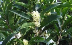 Fudingzhu Fragrant White Tea Olive (Osmanthus Fragrans) - 6 Pack Of 1 Gallon Pots 11 Fudingzhu Fragrant White Tea Olive (Osmanthus Fragrans) - 6 Pack Of 1 Gallon Pots -SHRUBS and BUSHES Shop Tea Olive Fudingzhu 7