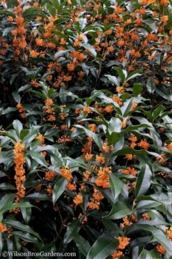 Fragrant Orange Tea Olive - Osmanthus Fragrans Aurantiacus - 7 Gallon Pot (3-4') -SHRUBS and BUSHES Shop Tea Olive Orange 103 1