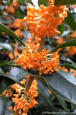 Fragrant Orange Tea Olive - Osmanthus Fragrans Aurantiacus - 7 Gallon Pot (3-4') -SHRUBS and BUSHES Shop Tea Olive Orange 104 1