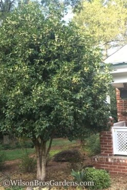 Fragrant White Tea Olive - 1 Gallon Pot -SHRUBS and BUSHES Shop Teav Olive White Osmanthus Fragrans 500x750 2