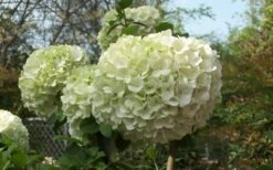Chinese Snowball Viburnum Bush - 7 Gallon Pot (2-3') 14 Chinese Snowball Viburnum Bush - 7 Gallon Pot (2-3') -SHRUBS and BUSHES Shop Viburnum Chinese Snowball Bloom Green 2