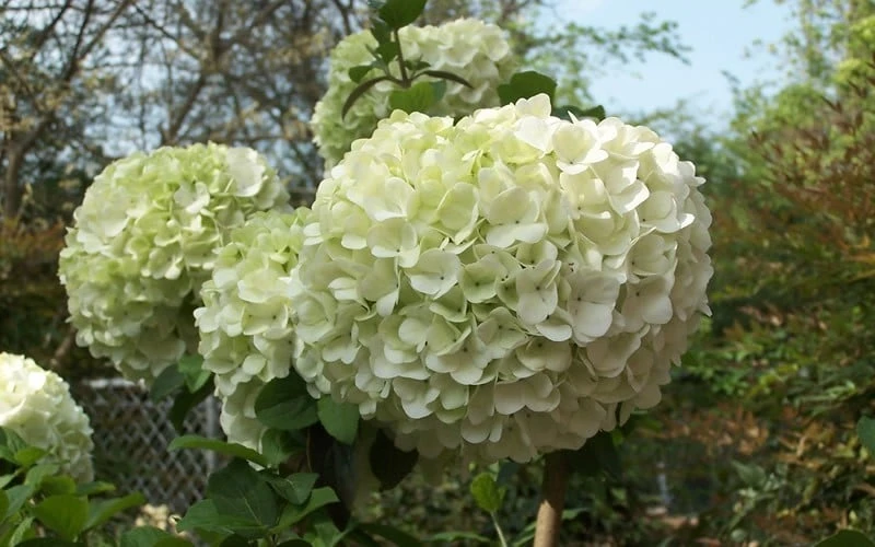 Chinese Snowball Viburnum Bush - 3 Gallon Pot 7 Chinese Snowball Viburnum Bush - 3 Gallon Pot - Image 5