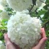 Chinese Snowball Viburnum Bush - 7 Gallon Pot (3-4') -SHRUBS and BUSHES Shop Viburnum Chinese Snowball Rev 500x750 4