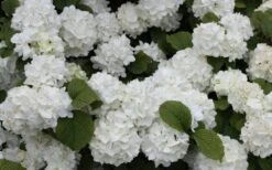 Popcorn Snowball Viburnum Bush - 1 Gallon Pot -SHRUBS and BUSHES Shop Viburnum Popcorn 1