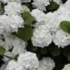 Popcorn Snowball Viburnum Bush - 1 Gallon Pot -SHRUBS and BUSHES Shop Viburnum Popcorn 1 500x750 1