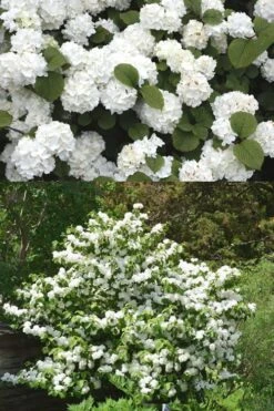 Popcorn Snowball Viburnum Bush - 1 Gallon Pot -SHRUBS and BUSHES Shop Viburnum Popcorn 2 500x750 1