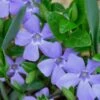 Evergreen Periwinkle (Vinca Minor) - 10 Count Flat Of Pint Pots -SHRUBS and BUSHES Shop Vinca Minor 10