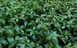 Evergreen Periwinkle (Vinca Minor) - 10 Count Flat Of Pint Pots -SHRUBS and BUSHES Shop Vinca Minor 11