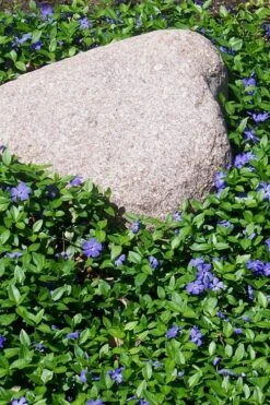 Evergreen Periwinkle (Vinca Minor) - 10 Count Flat Of Pint Pots -SHRUBS and BUSHES Shop Vinca Minor 12