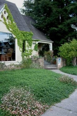 Evergreen Periwinkle (Vinca Minor) - 10 Count Flat Of Pint Pots -SHRUBS and BUSHES Shop Vinca Minor 14