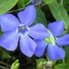 Evergreen Periwinkle - Vinca Minor - 18 Count Flat Of Pint Pots -SHRUBS and BUSHES Shop Vinca Minor BS