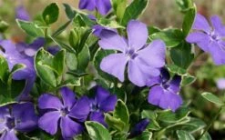 Ralph Shugert Variegated Periwinkle - Vinca Minor - 3 Pack Of Pint Pots -SHRUBS and BUSHES Shop Vinca Minor Ralph Shugert Closeup