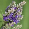 Blue Puffball Chaste Tree (Dwarf) - Vitex - 3 Gallon Pot -SHRUBS and BUSHES Shop Vitex Blue Puffball 1