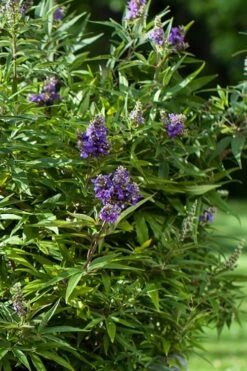 Blue Puffball Chaste Tree (Dwarf) - Vitex - 3 Gallon Pot -SHRUBS and BUSHES Shop Vitex Blue Puffball 2