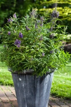 Blue Puffball Chaste Tree (Dwarf) - Vitex - 3 Gallon Pot -SHRUBS and BUSHES Shop Vitex Blue Puffball 3