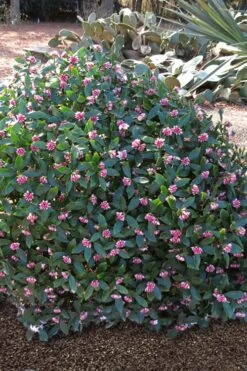 Zuiko Nishiki Winter Daphne Odora - 2 Gallon Pot -SHRUBS and BUSHES Shop Winter Daphne Zuiko Nishiki 3