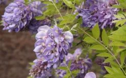 Amethyst Falls Wisteria Vine - 3 Gallon Pot 14 Amethyst Falls Wisteria Vine - 3 Gallon Pot -SHRUBS and BUSHES Shop Wisteria Amethyst Falls 50