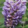 Amethyst Falls Wisteria Vine - 3 Gallon Pot -SHRUBS and BUSHES Shop Wisteria Amethyst Falls Rev 500x750 1