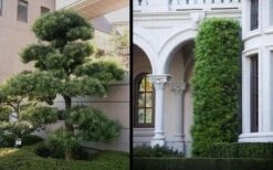 Podocarpus Macrophyllus Upright Yew - 1 Gallon Pot -SHRUBS and BUSHES Shop Yew Podocarpus 2